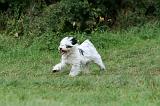 TERRIER DU TIBET 274